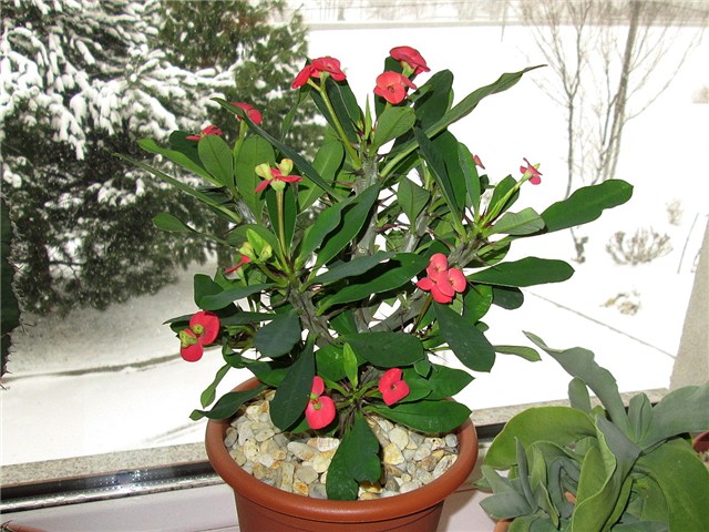 euphorbia milli