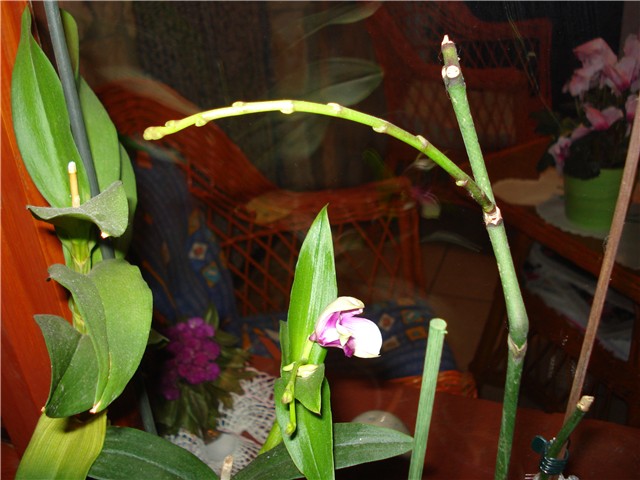 phal tjera