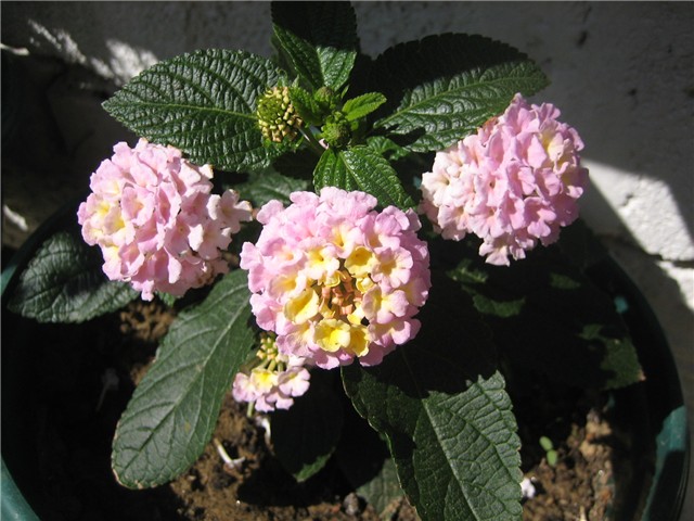 Lantana