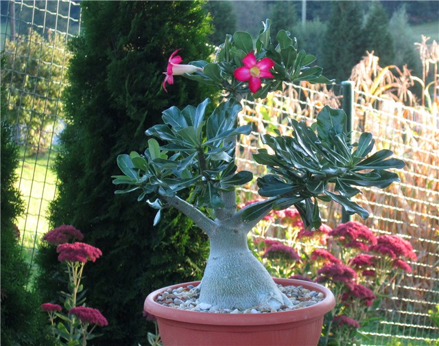 Adenium obesum