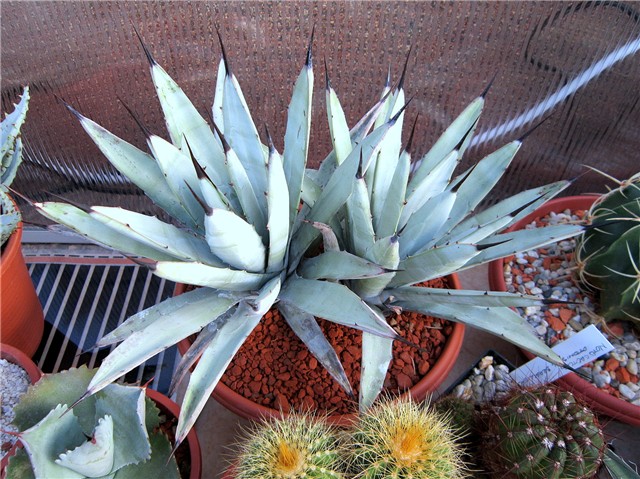 Agave macroacantha