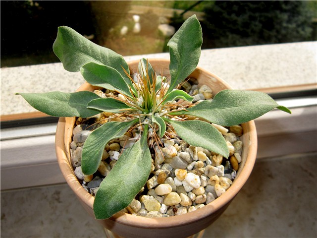 Pachypodium namaquanum - lišće