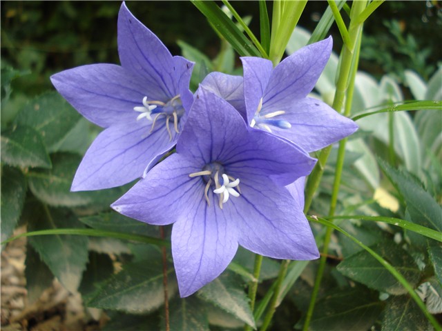 Platycodon