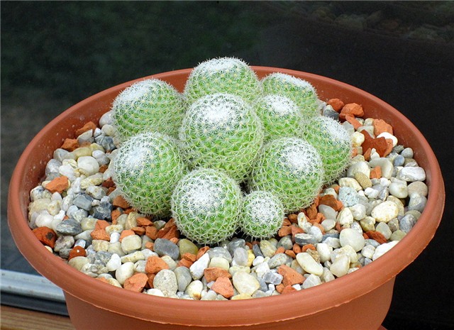 mammillaria klissingiana