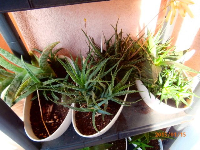 aloe4