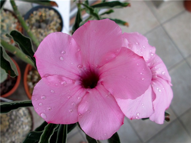 Adenium swazicum 