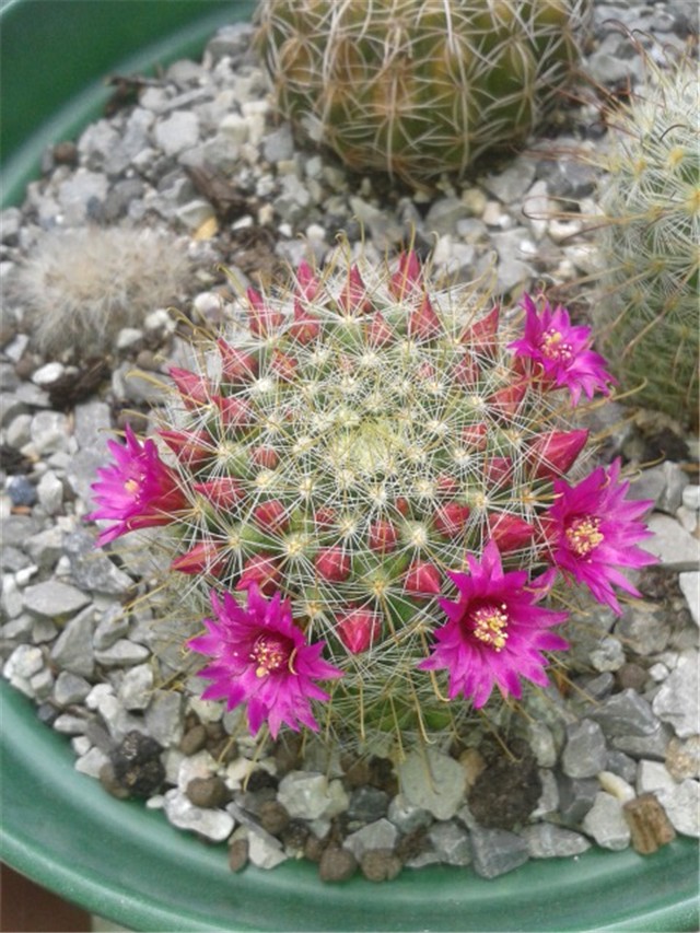 Mammillaria 