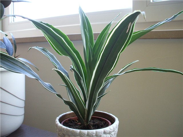 dracena