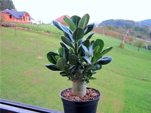 adenium