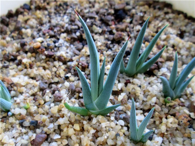 agave victoriae reginae