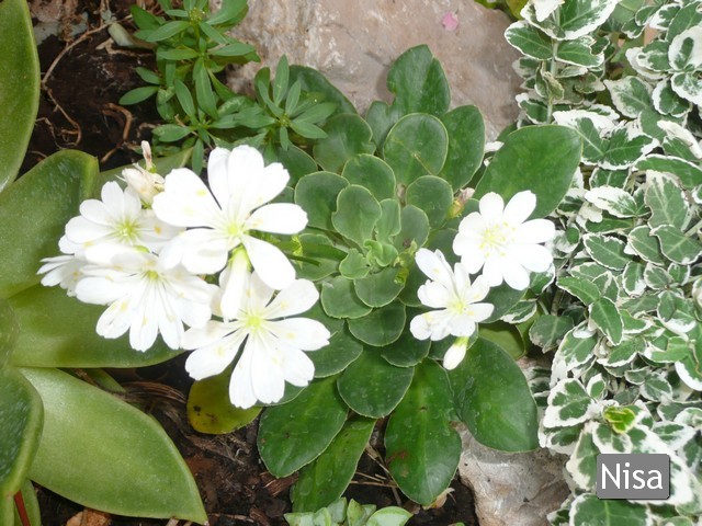 lewisia