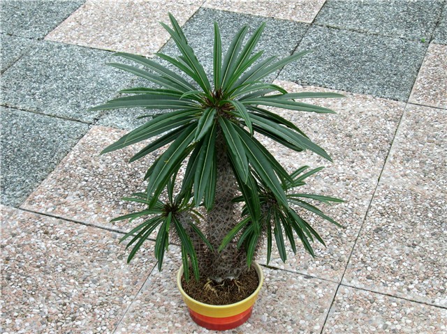  pachypodium lamerei