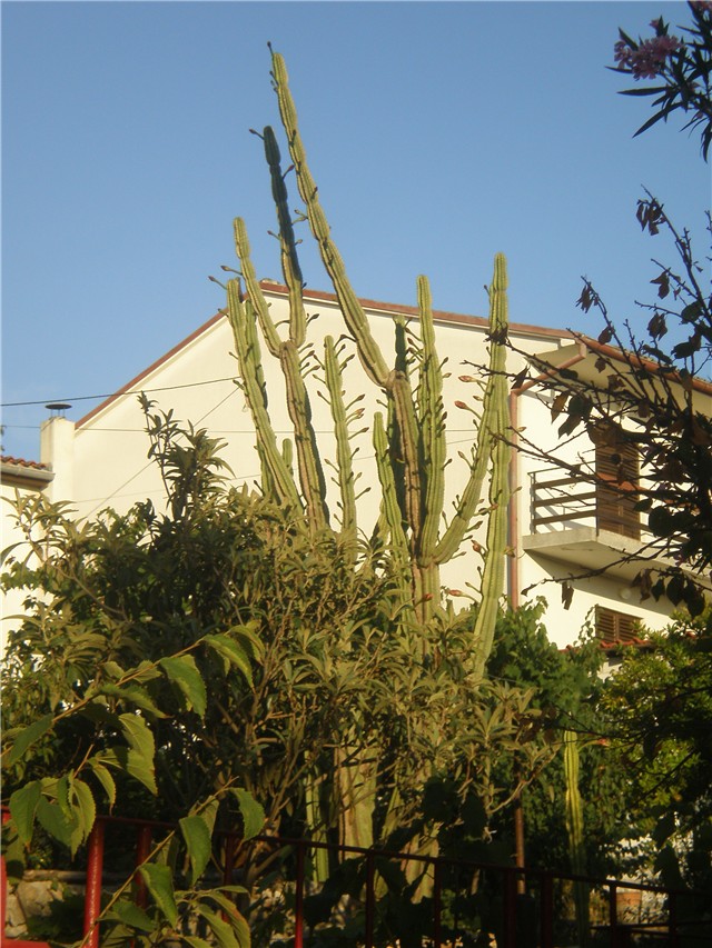 Cereus -Lošinj