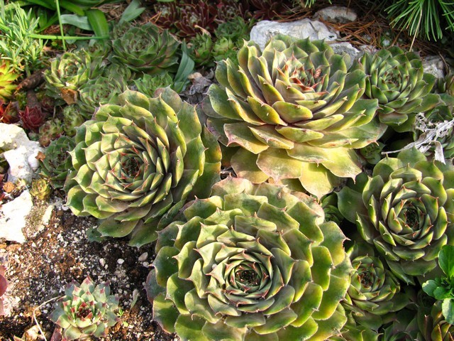 Sempervivum