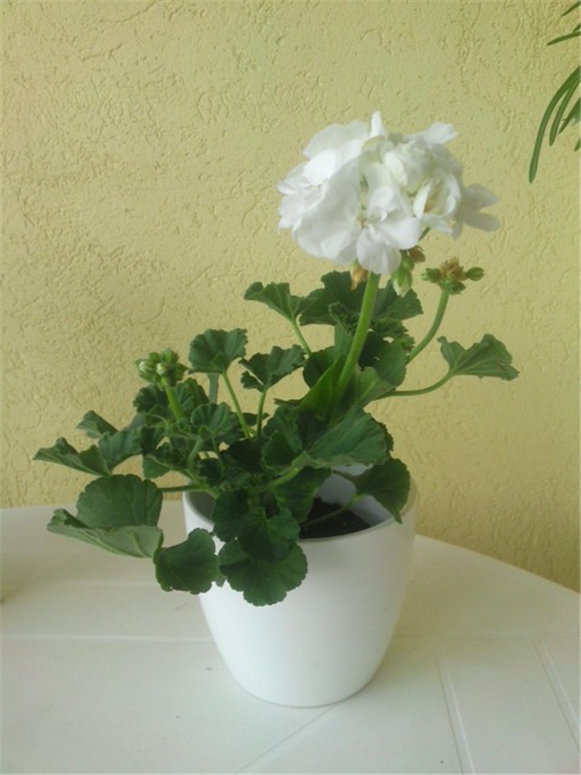 pelargonija