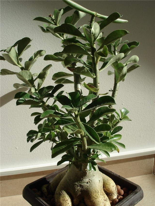 adenium obesum