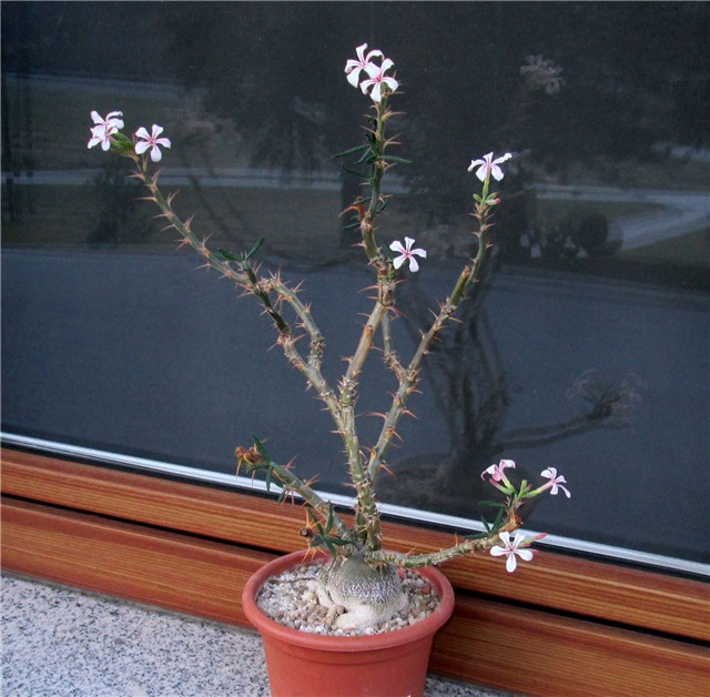 pachypodium succulentum