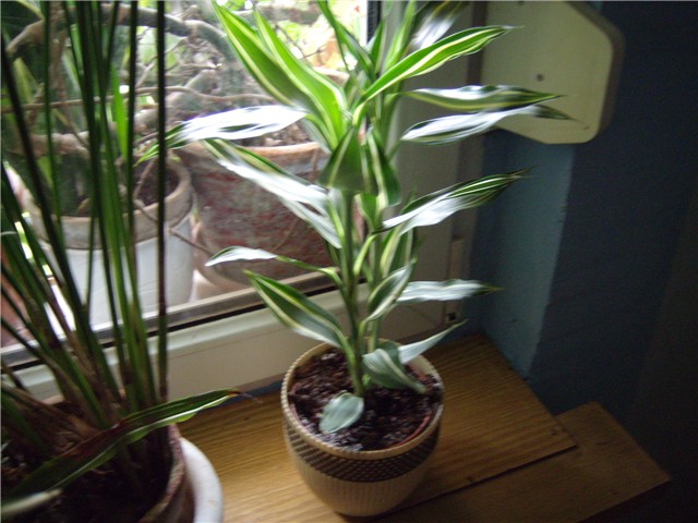 dracena