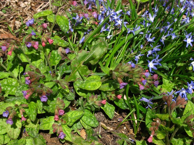 Pulmonaria