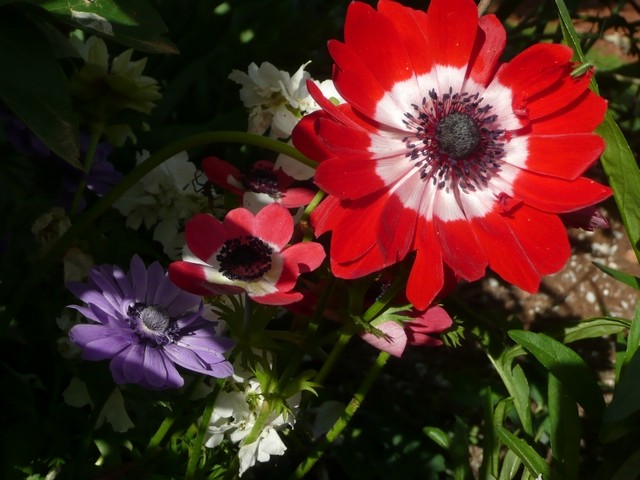 anemone