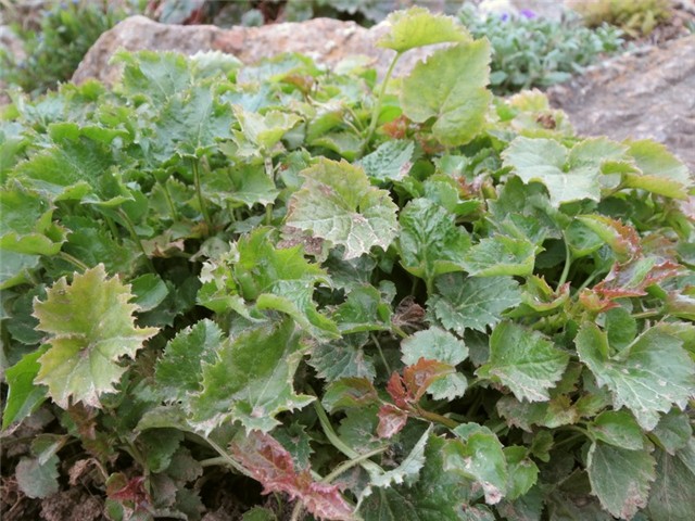 campanula