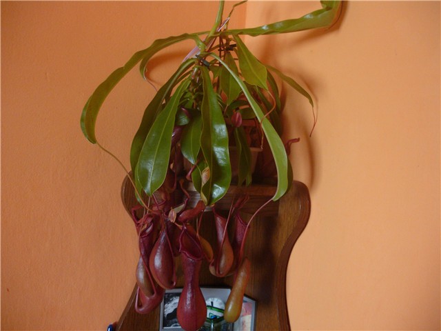 Nepenthes