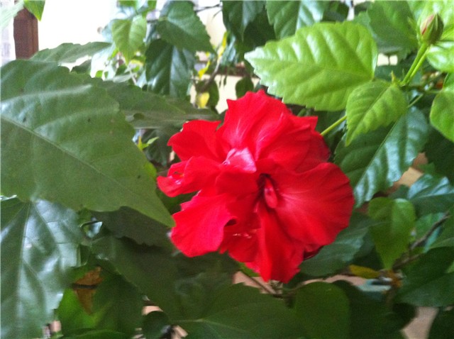 hibiskus