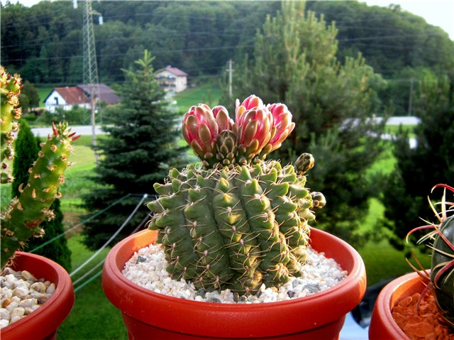 Gymnocalycium baldianum