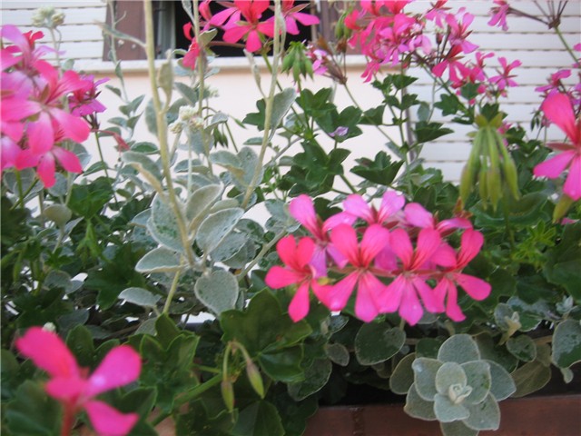 Viseća pelargonija