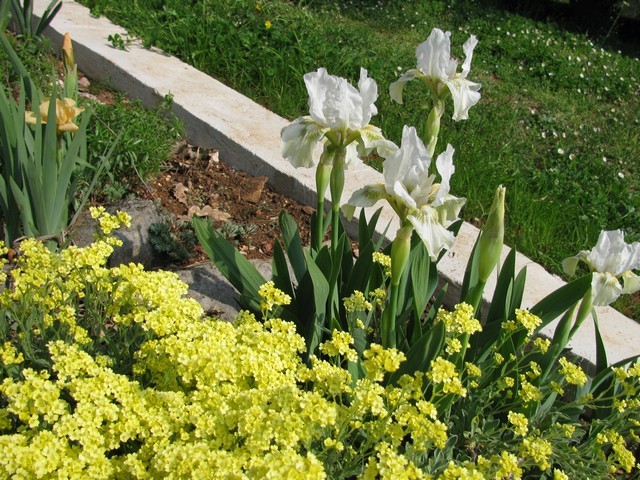 Iris barbata nana