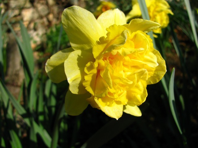 Narcissus - 