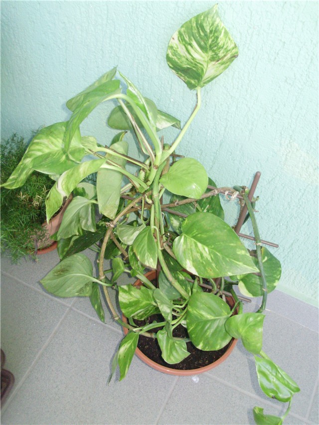 Scindapsus