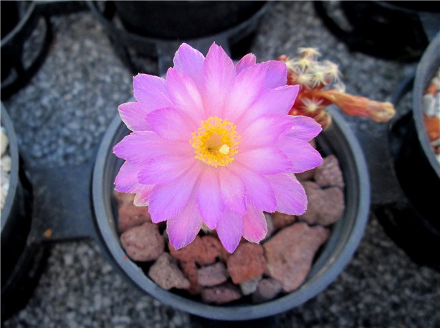 mammillaria saboae roczekii