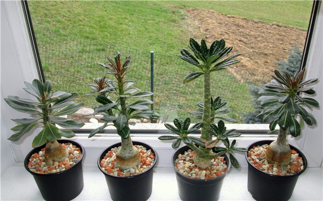 adenium socotranum, dorstenia gigas