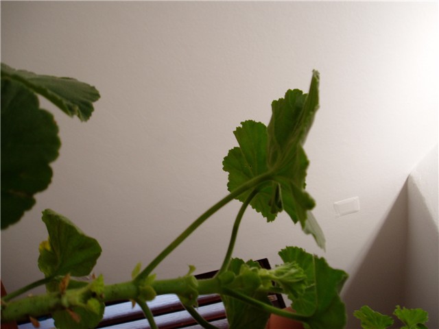 pelargonije