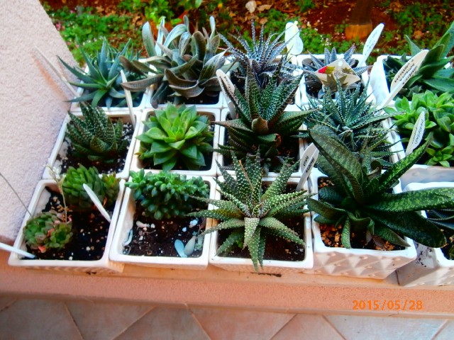 hawortia