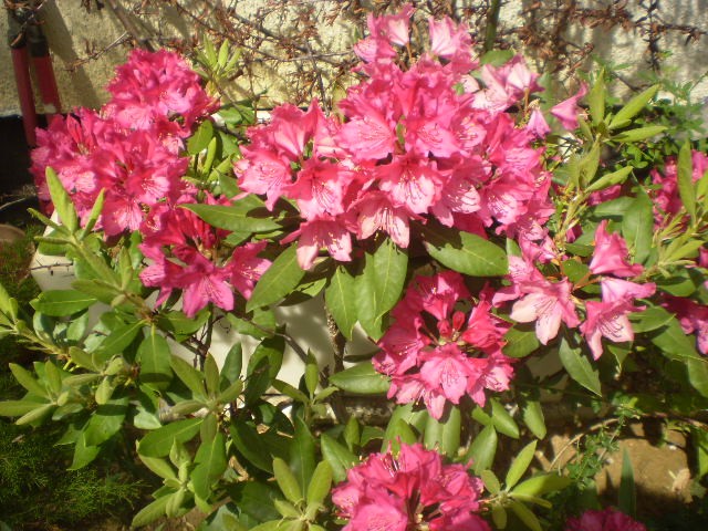 sitno cvjetni rododendron