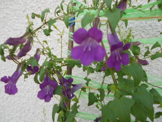 asarina scandens