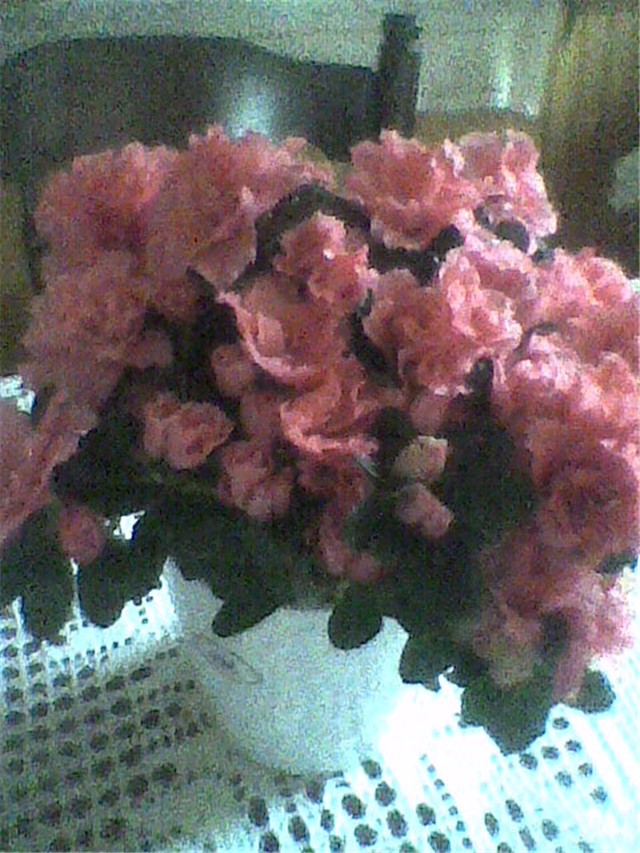 Lantana 