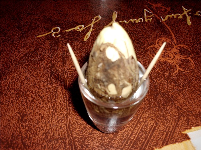 avokado3