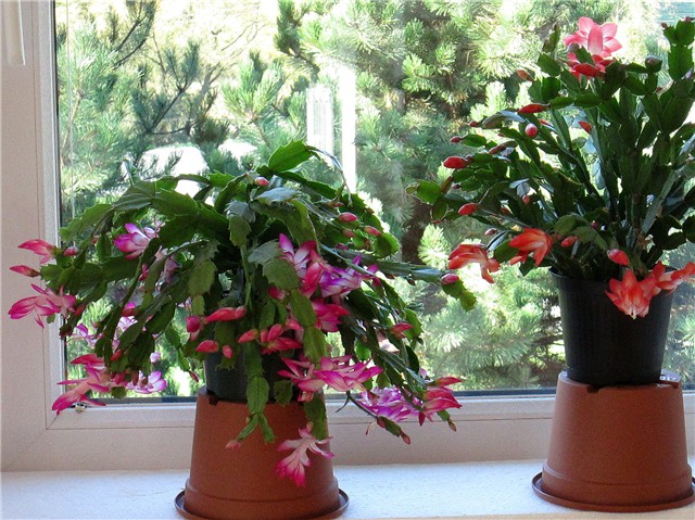 Schlumbergera