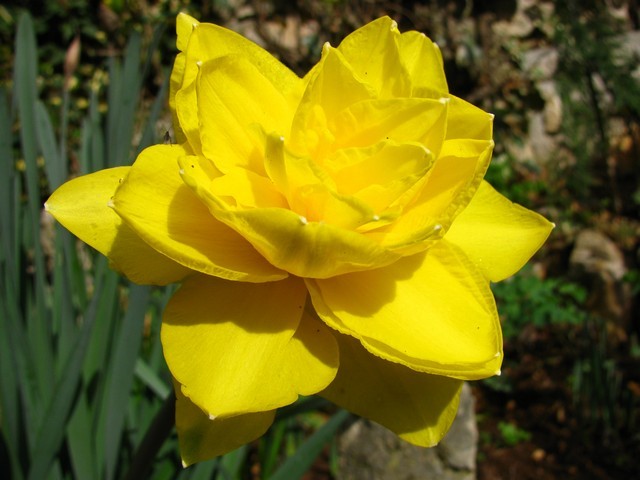 Narcissus - 