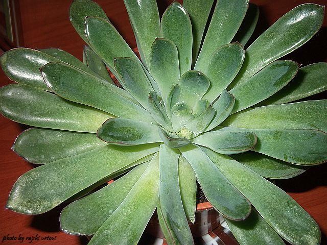 echeveria