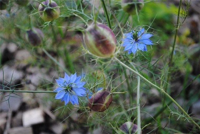 nigella