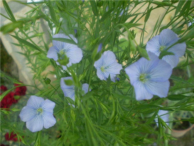 plavi cvijet