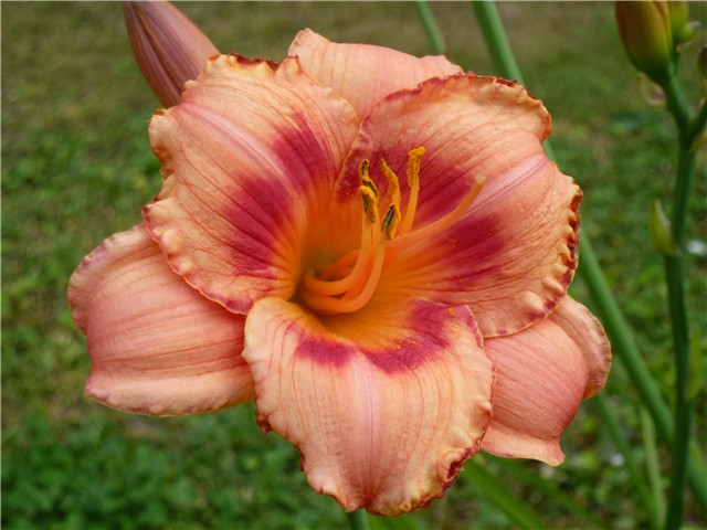 Hemerocallis XY