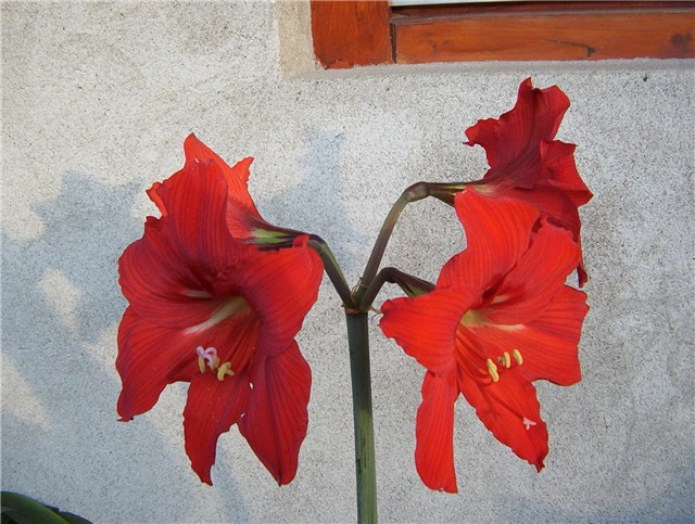 Amarilis