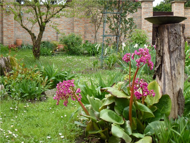 bergenia