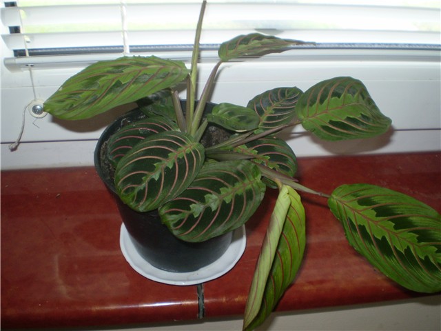maranta
