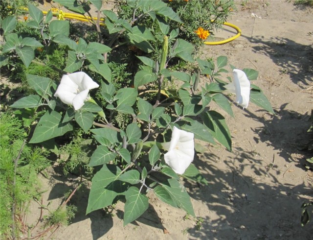 Datura